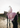 EQUIDRY Evolution Lux Women's Warm Waterproof Winter Horse Riding Coat Thick Fleece Lining with Faux Fur Trim Hood dusky pink on horse with exercise sheet