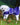 EQUIDRY | Dog Coat | Deep Purple/Purple - EQUIDRY